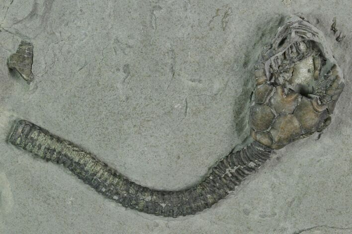 Crinoid (Cyathocrinites) Fossil - Crawfordsville, Indiana #125897